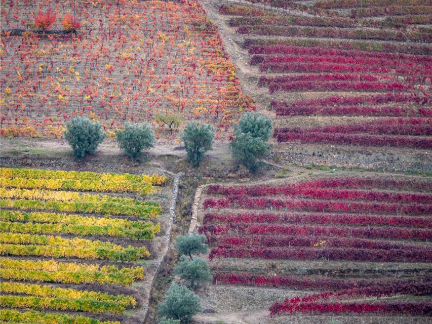Douro Valley: 1 Day Landscape Photo Tour - Exploring the Douro River and National Road 222