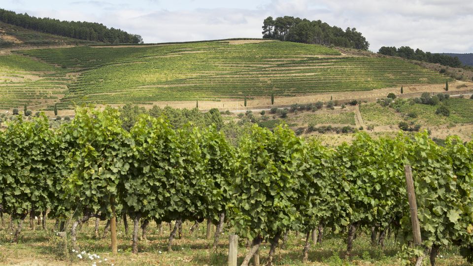 Douro Valley: 3 Vineyards Private Experience - Included Activities