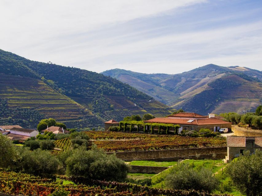 Douro Valley: 3 Vineyards Private Experience - Tasting Options and Offerings