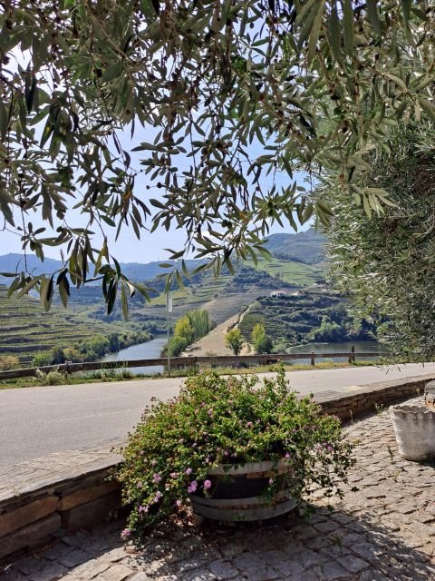 Douro Valley: 8-9h Full-Day Tour at the Magic Valley! - Immersive Wine Experience