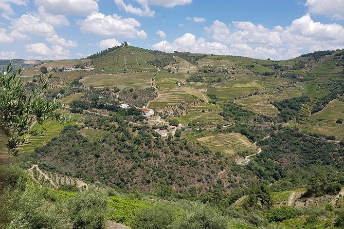 Douro Valley for Wine Lovers with Visit to 3 Vineyards and Lunch at a Winery - What We Loved About the Tour