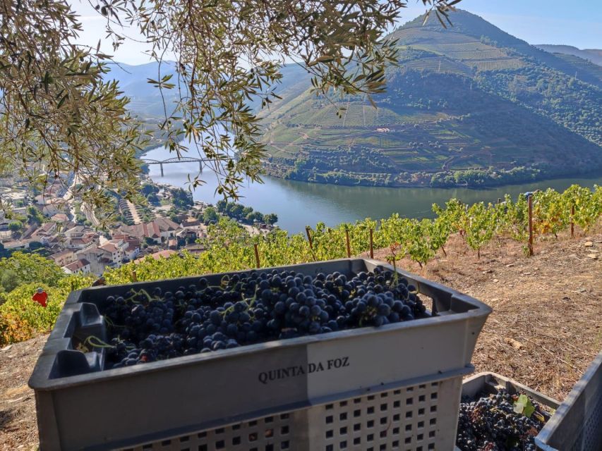 Douro Valley: (Pinhão) Quinta Da Foz - Tour & Tasting 5 WINES - Olive Oil Tasting