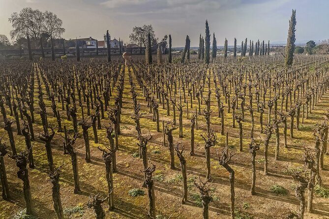 Douro Valley private tour from Lisbon - What’s Included and What’s Not?