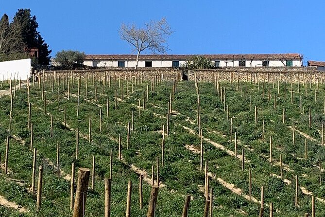 Douro Valley private tour includes wine tasting and boat trip - Stop 1: Amarante – A Picturesque First Glimpse