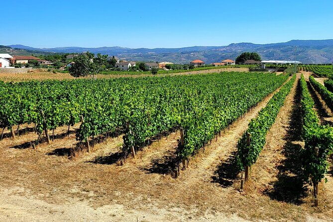 Douro Valley Private Tour (winery + boat + viewpoint) - The Sum Up