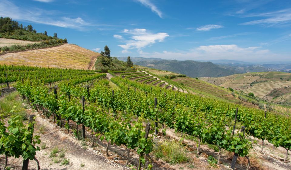 Douro Valley Private Tour With 2 Wine Tastings - Duration and Features
