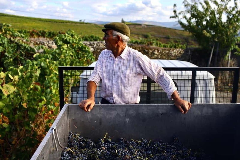 Douro Valley: Provesende and São Cristóvão Guided Hike - A Detailed Look at the Experience