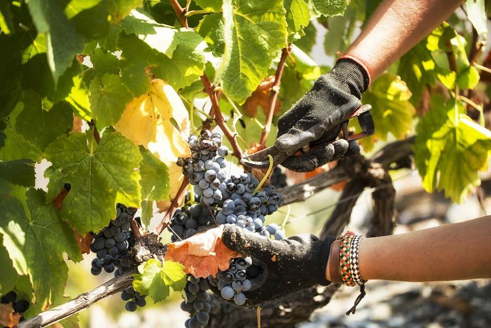 Douro Valley: Quinta De S. Luiz Winery Tour and Tasting - Tour Details