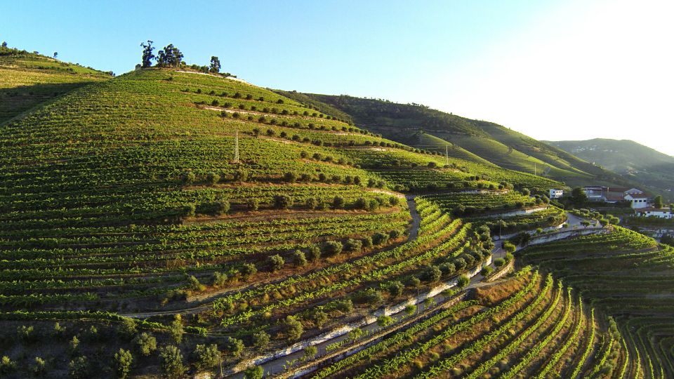 Douro Valley: Quinta De S. Luiz Winery Tour and Tasting - Tips for Visitors