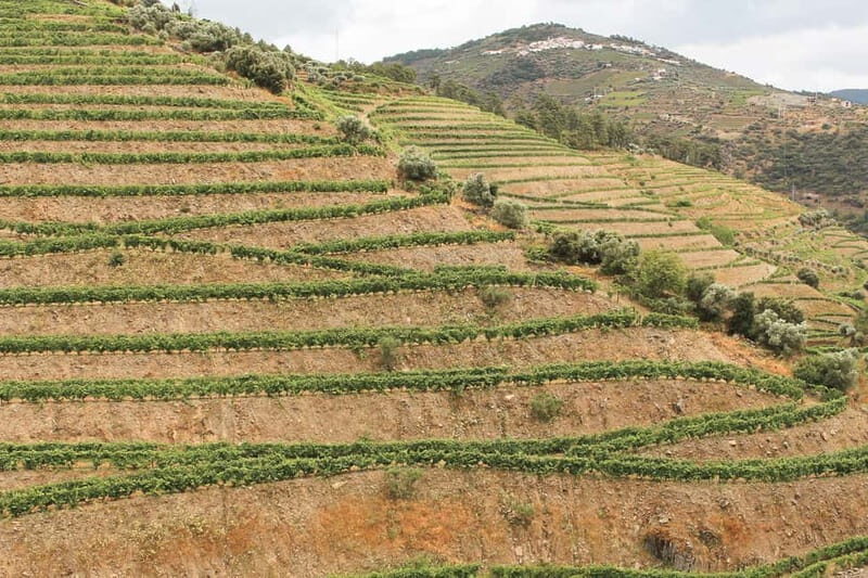 Douro Valley: Real Small-Group, Wine Tasting, Lunch & Boat - Practical Considerations
