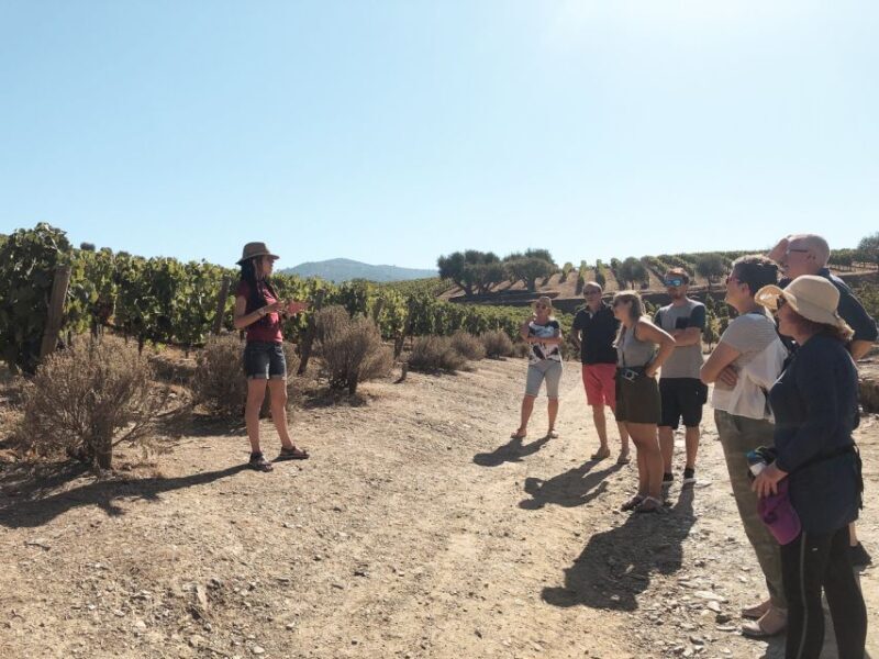 Douro Valley: Real Small-Group, Wine Tasting, Lunch & Boat - Final Thoughts