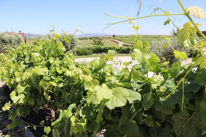Douro Valley Tour: 3 Wineries, 9 Wine Tastings and Lunch - Visiting Three Vineyards and Tastings
