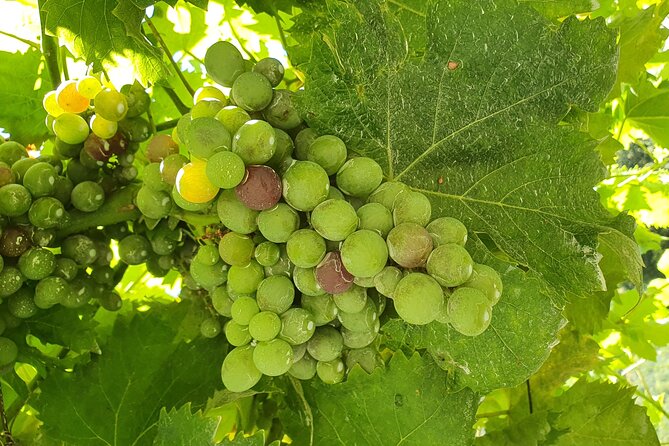 Douro Valley Tour With Train and Vinho Verde Review - Tour Duration and Schedule