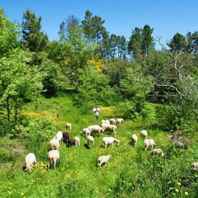 Douro Valley: Traditional Cooking Class, Farm Tour & Lunch - Douro Valley: Traditional Cooking Class, Farm Tour & Lunch — An Authentic Taste of Portugal