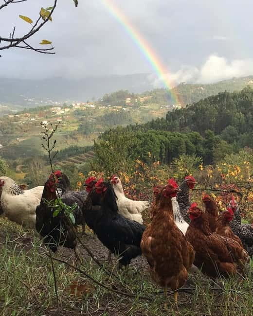 Douro Valley: Traditional Cooking Class, Farm Tour & Lunch - Authenticity and Customer Feedback
