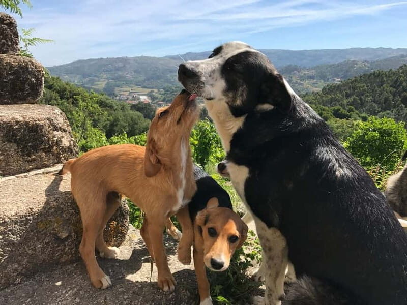 Douro Valley: Traditional Cooking Class, Farm Tour & Lunch - FAQ