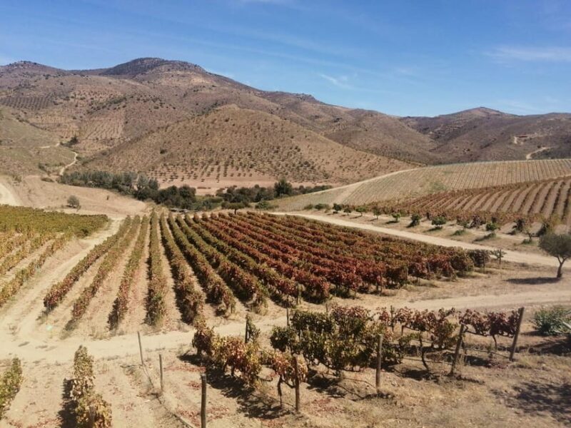 Douro Valley Wine Tour With Traditional Lunch - The Sum Up