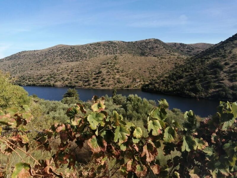 Douro Valley Wine Tour With Traditional Lunch - FAQ