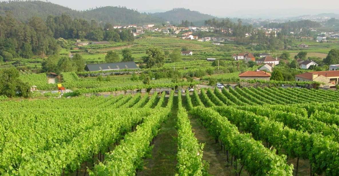 Douro & Vinho Verde Private Tour - Vinho Verde Wine Cellar
