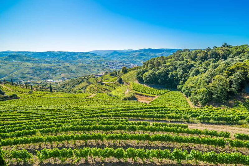 Douro: Visit And Walk Through The Vineyards And Woods - Authentic Reviews and Insights