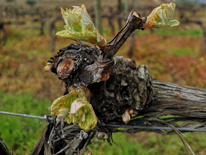 DouroValley Sunset,Live Show,Fine Chef Dining,Wine Tastings - Frequently Asked Questions