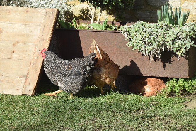 Downton Abbey Town and Country Tour Review - Feedback and Reviews