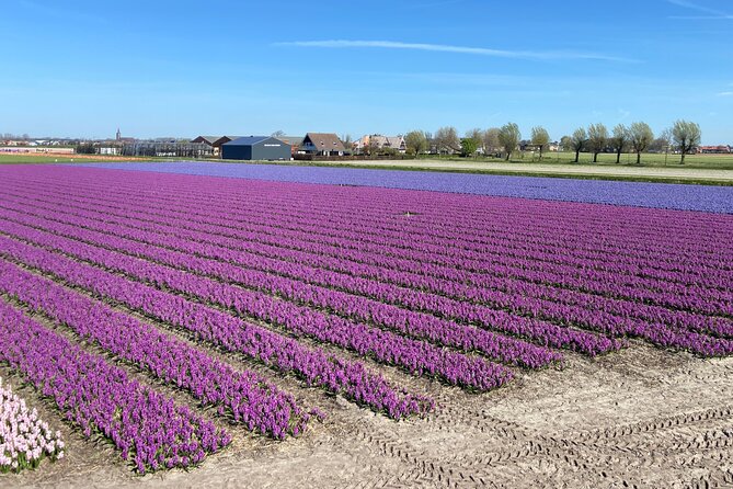 Drive It Yourself Electric Tulip and Flower Fields GPS Audio Tour - Mobility Considerations
