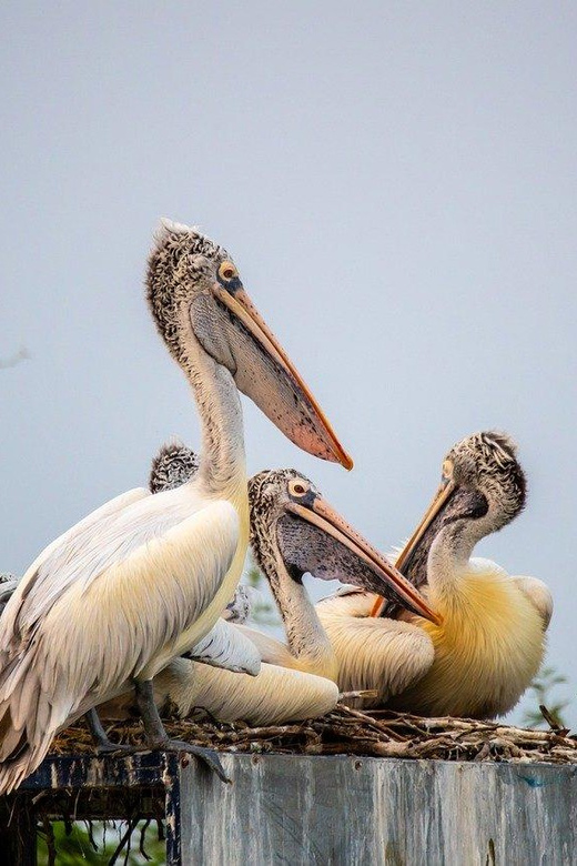 Drop Agra From Delhi See Fasthpur Sikri, Bharatpur Bird Park - Discovering Fatehpur Sikri
