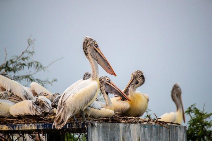 Drop Agra From Delhi See Fasthpur Sikri, Bharatpur Bird Park - Tips for Your Journey