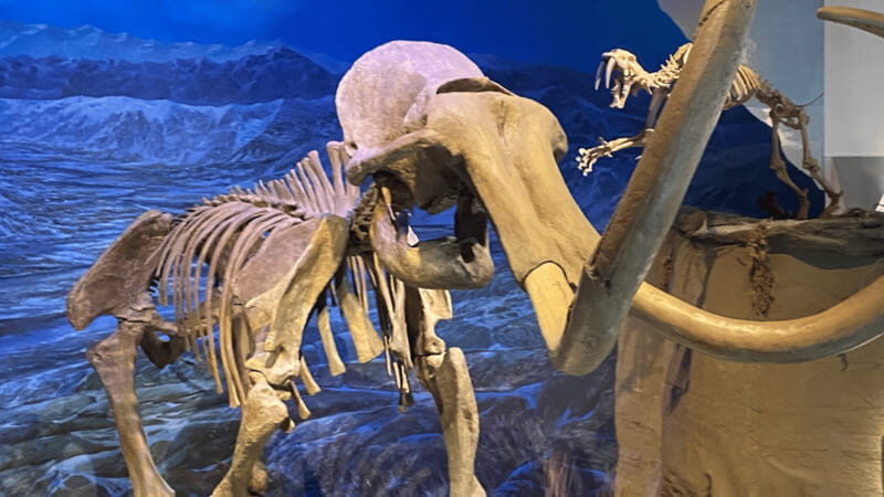 Drumheller Full Day: Tyrrell Museum & Canyon Adventure - FAQ