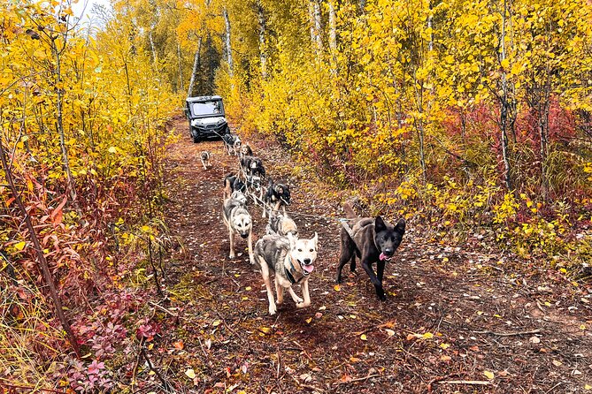 Dryland Dog Sled Tour - Tips for an Enjoyable Tour