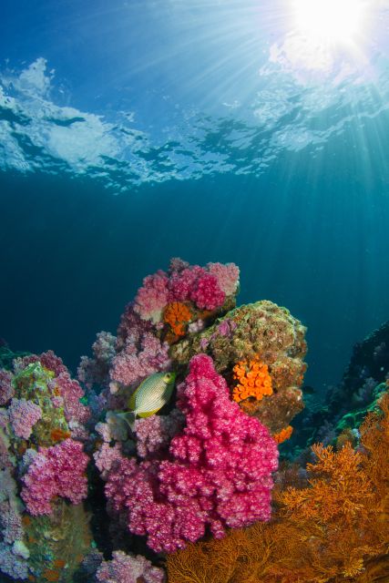 DSD Discover Scuba Diving for a Beginner Or Certified - Booking and Pricing Information