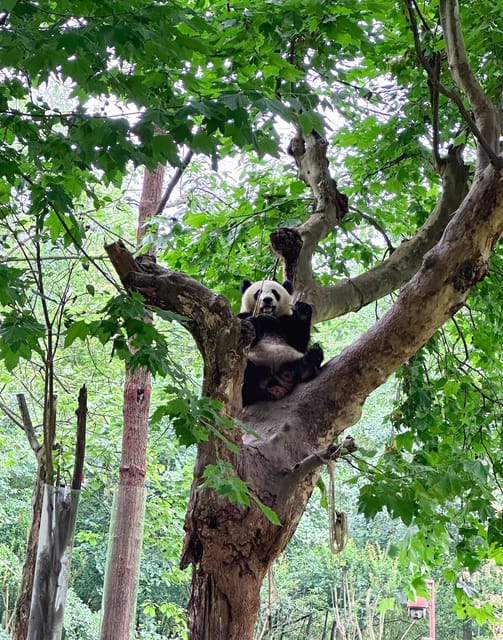 Du Jiang Yan Panda Base+Ancient Town - Panda Volunteering Project