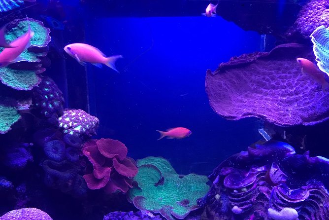 Dubai Aquarium and Underwater Zoo Admission Ticket With Options - Unique Attractions and Key Features