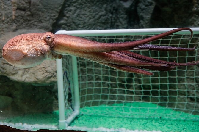 Dubai Aquarium and Underwater Zoo - Visitor Experiences