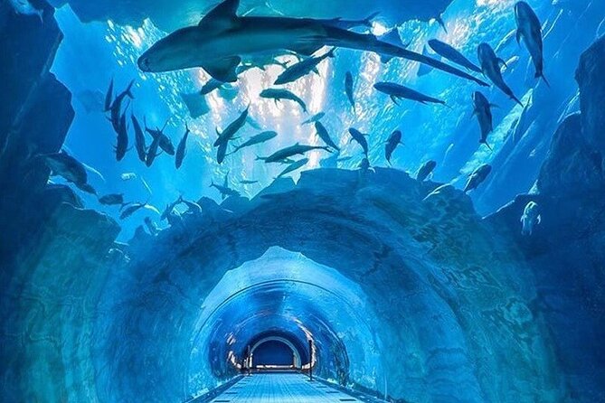 Dubai Aquarium & Under Water Zoo With Penguin Cove Option - Reviews and Ratings