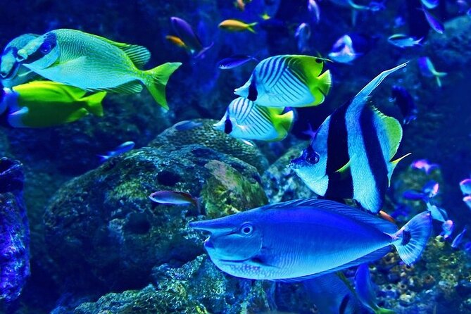 Dubai Aquarium Underater Zoo Penguin Cove With Optional Transport - Tour Details and Activities