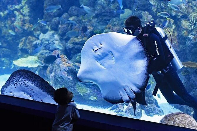 Dubai Aquarium Underater Zoo Penguin Cove With Optional Transport - Accessibility and Participation Guidelines