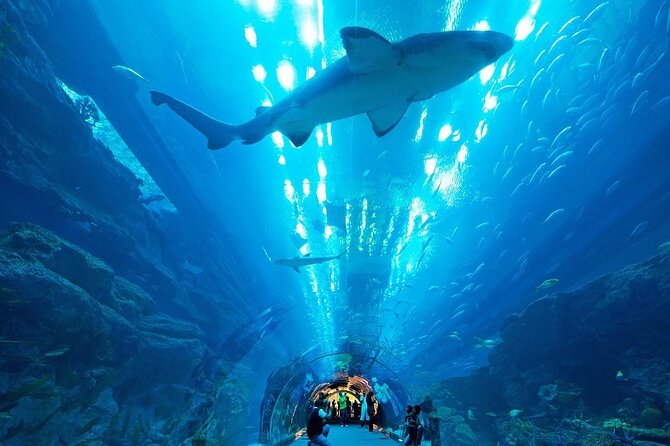 Dubai Aquarium & Underwater Zoo With Penguin Cove - Cage Snorkeling and Diving Adventures