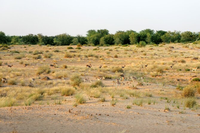 Dubai: Morning Heritage Safari by Vintage G Class & Al Marmoom Oasis - Customer Reviews and Ratings