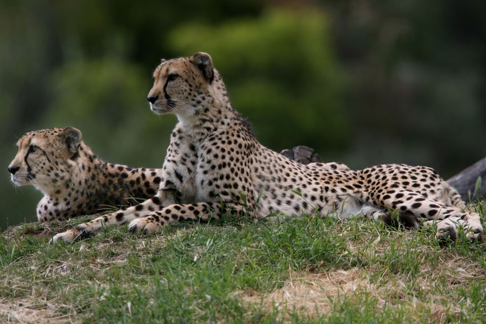 Dubbo: Taronga Western Plains Zoo 2-Day Entry Ticket - Duration and Accessibility Information