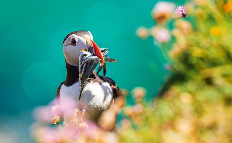 Dublin: Dublin Bay, Howth Coast and Ireland's Eye Boat Tour - Practical Tips for Your Trip