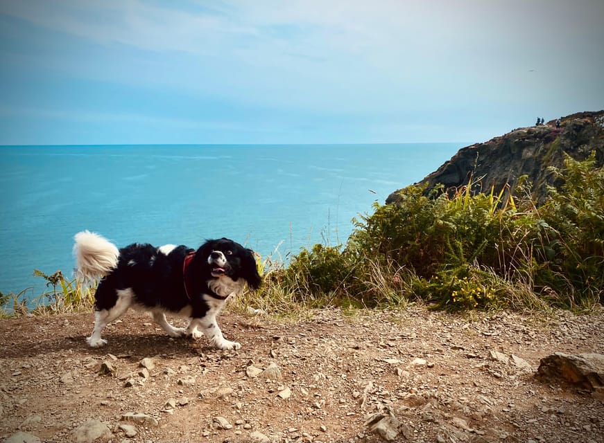Dublin: Dublin Coastal Hike and Pints & Puppies - Final Thoughts