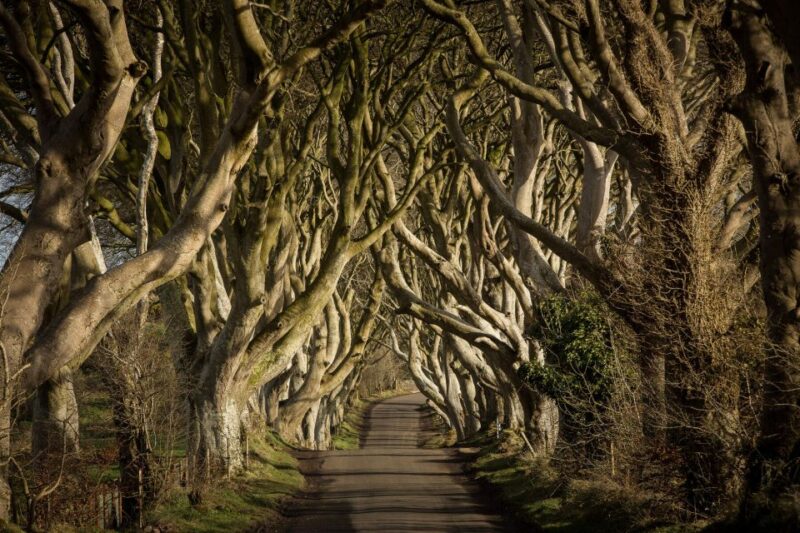 Dublin: Giants Causeway, Dark Hedges & Titanic Guided Tour - Giants Causeway Experience