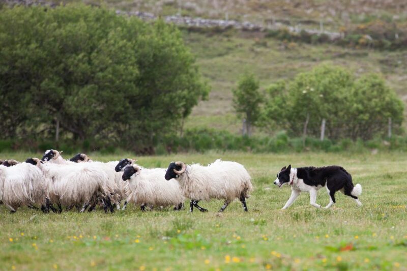 Dublin: Kilkenny, Wicklow & Glendalough Tour & Sheepdog Show - A Detailed Look at the Experience