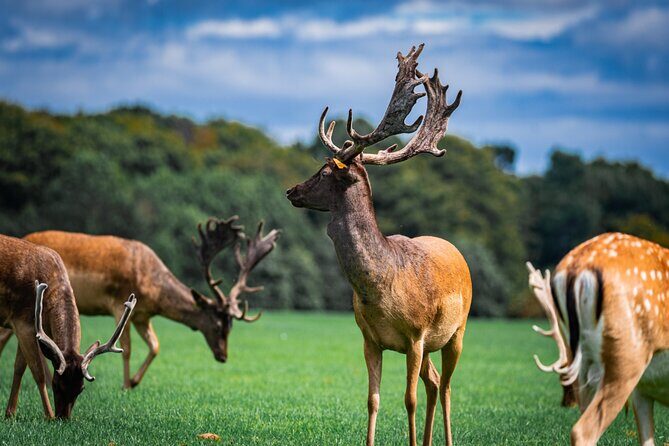 Dublin Zoo Skip-the-line Tickets and Private Transfers - Introduction: A Smooth, Family-friendly Way to Visit Dublin Zoo