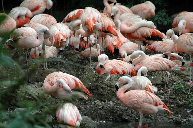 Dublin Zoo Skip-the-line Tickets and Private Transfers - FAQs