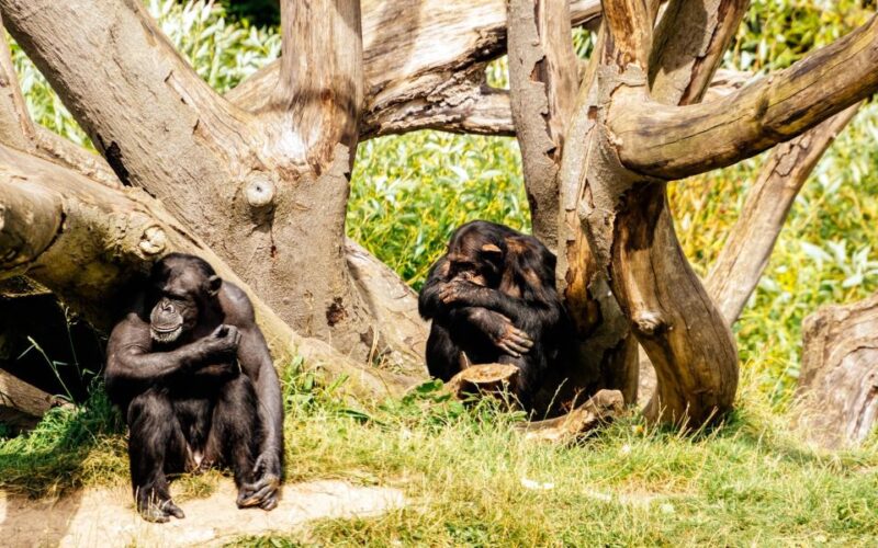 Dublin Zoo Skip-the-line Tickets and Private Transfers - Pricing Details