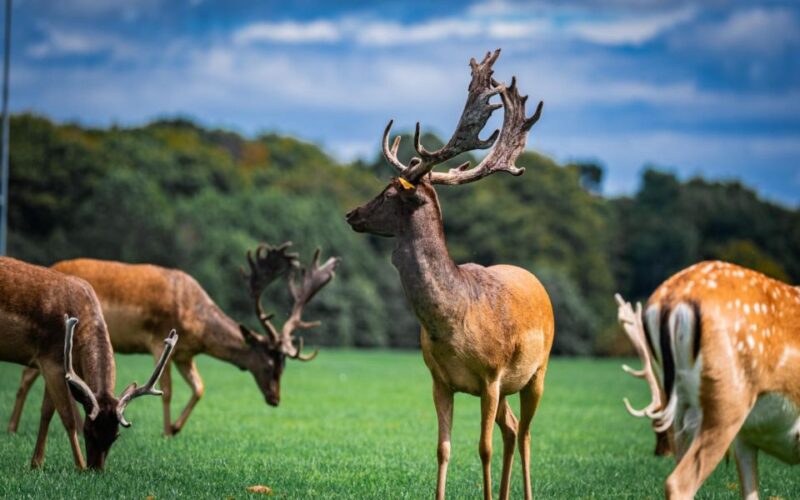 Dublin Zoo Skip-the-line Tickets and Private Transfers - Highlights of Your Experience