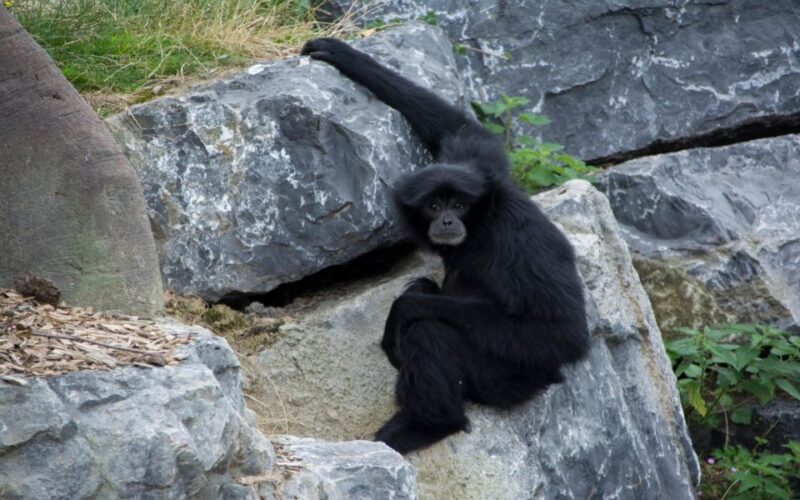 Dublin Zoo Skip-the-line Tickets and Private Transfers - Private Transfers Explained
